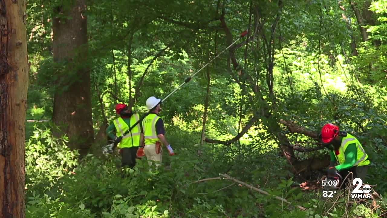 Volunteers transform Columbia senior community with 50 new trees