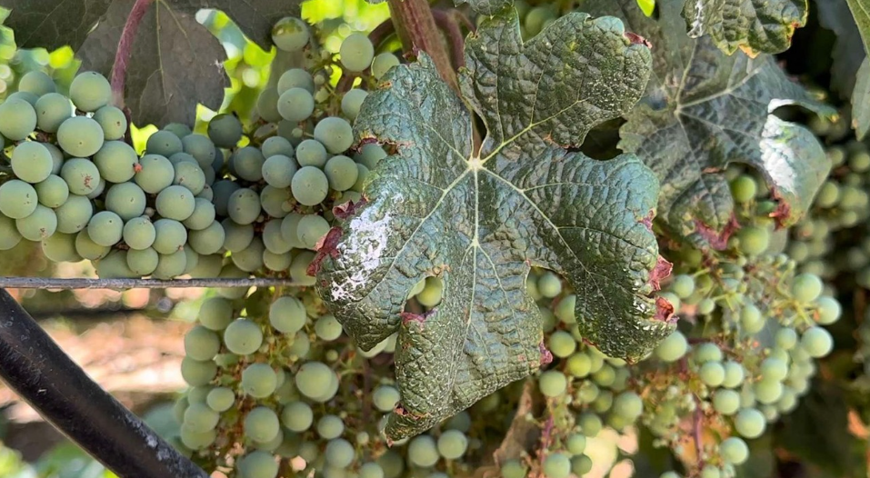 Grapes in the vineyards of Paso Robles during a heatwave
