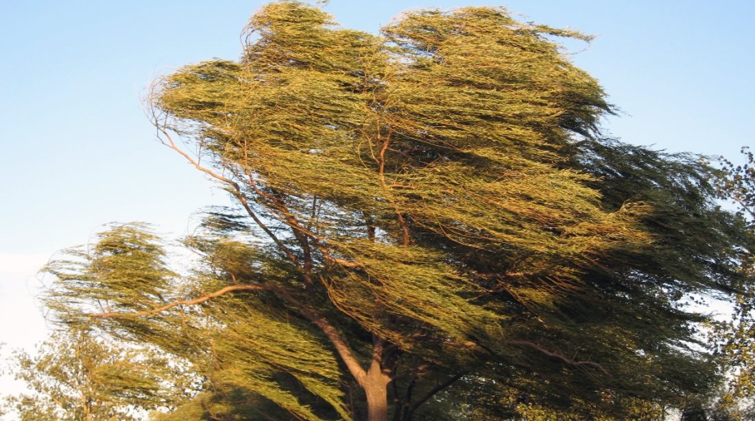 windy stock image.jpg