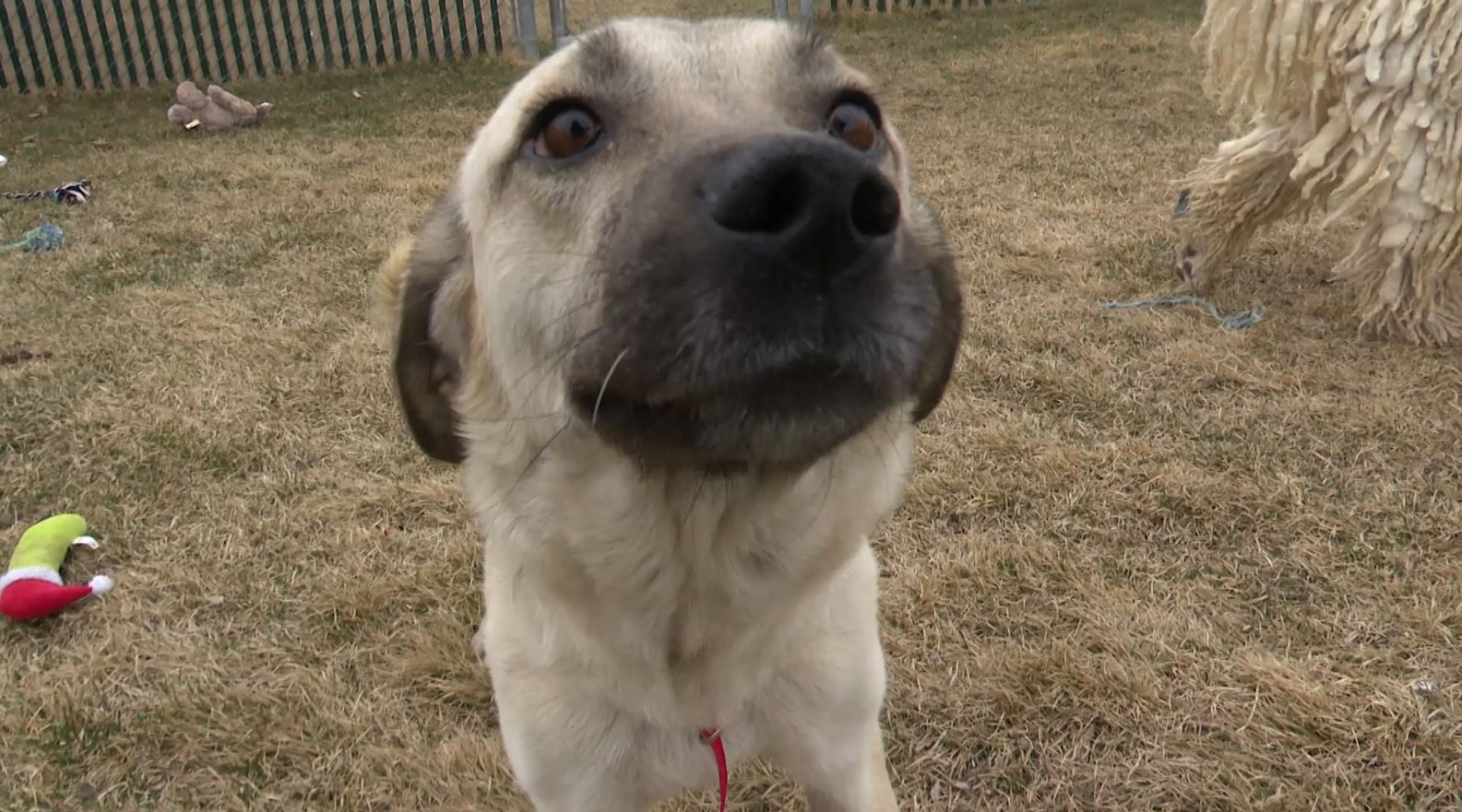 WEBDOG.JPG