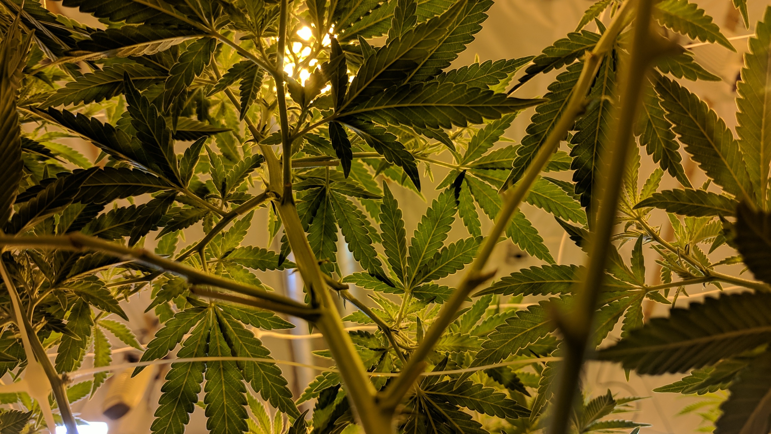 Marijuana plants