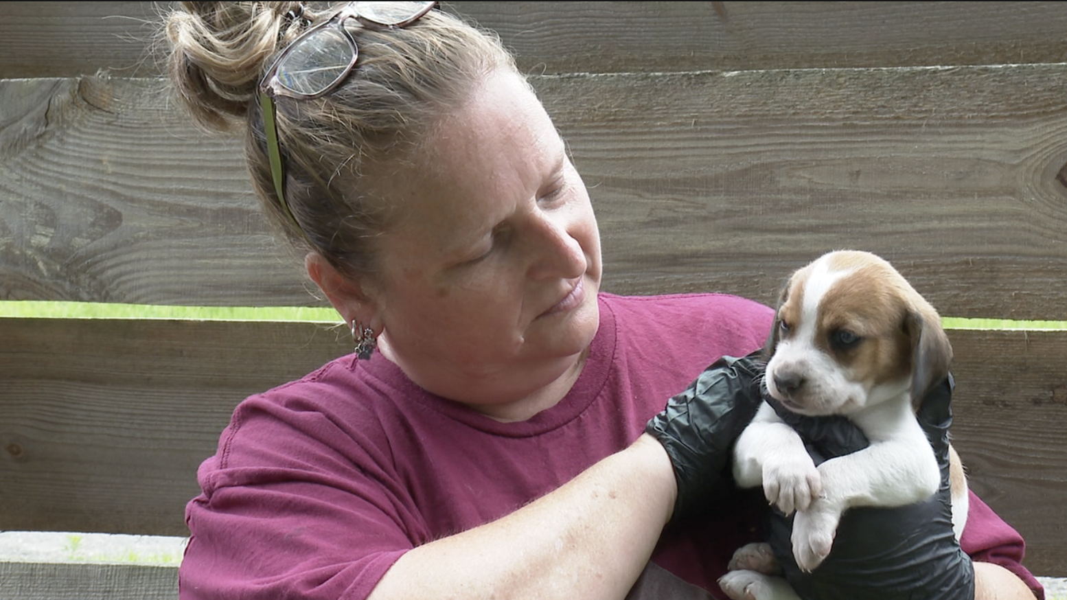 Champs Chance overwhelmed with dog returns as Tally Spay offers free spay to reduce shelter pressure