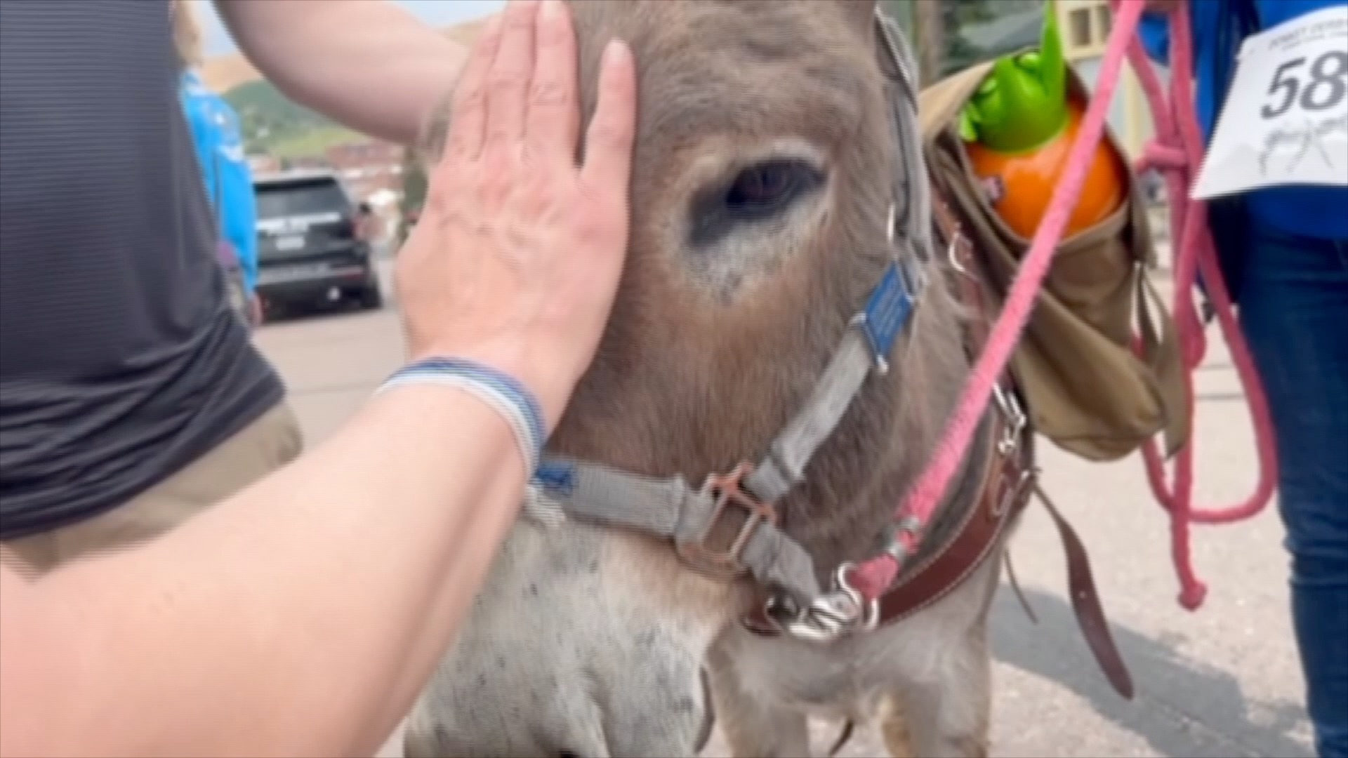 DONKEY DERBY DAYS