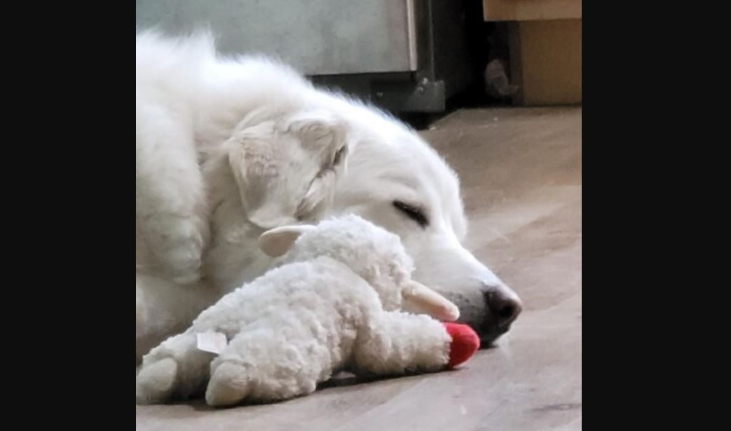 boo the dog.JPG