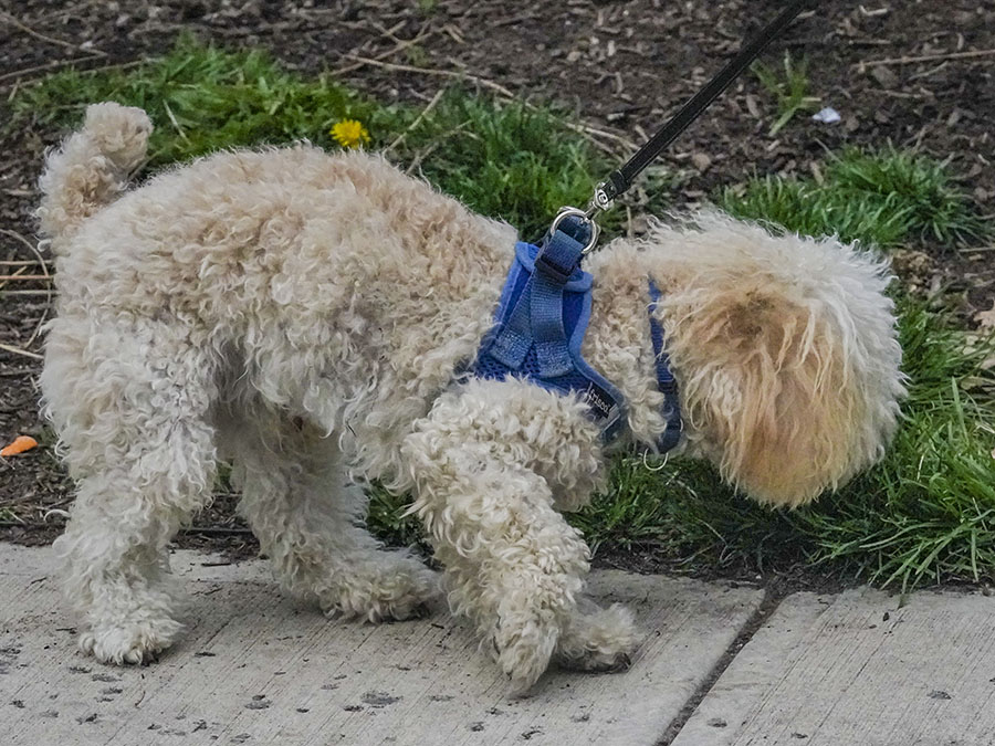 Marijuana-Dog Poisonings