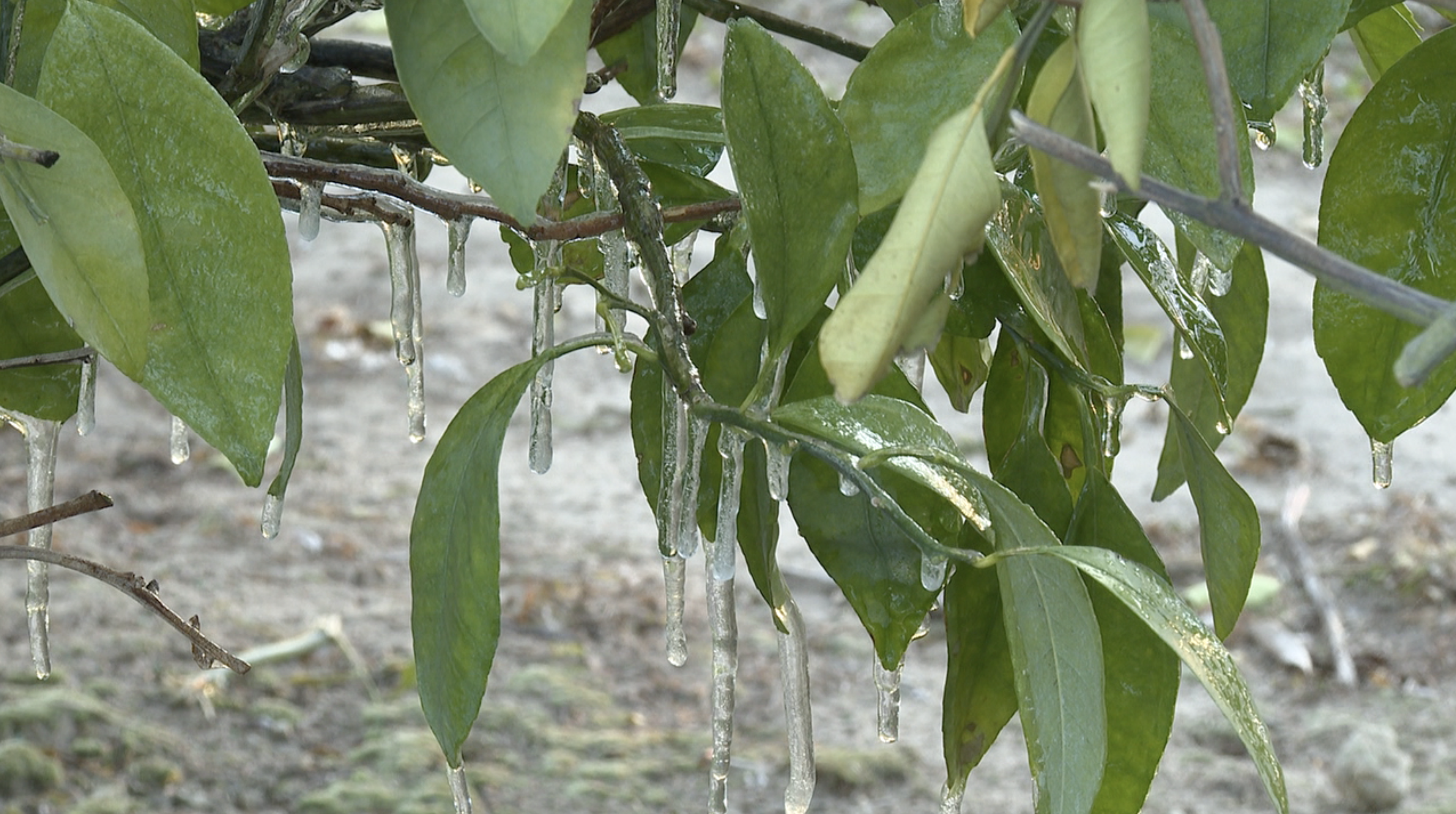 Cold snap puts South Georgia citrus to the test
