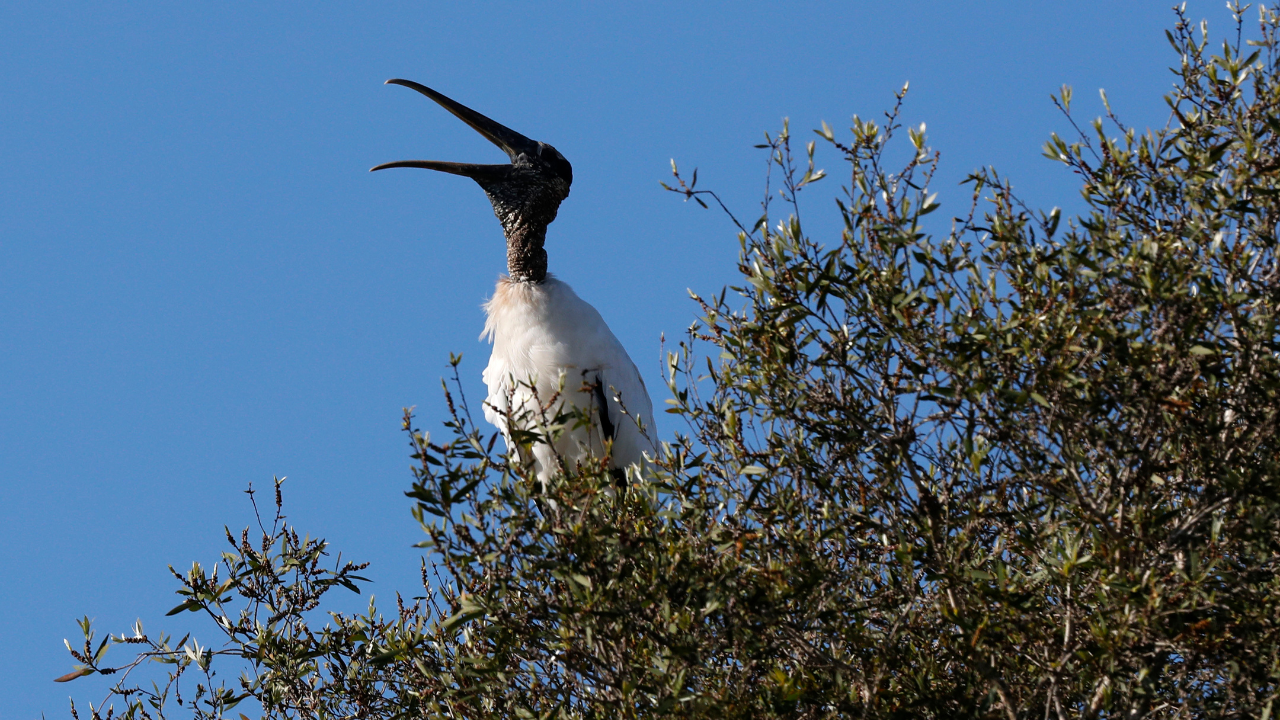 Wood Stork Recovery 