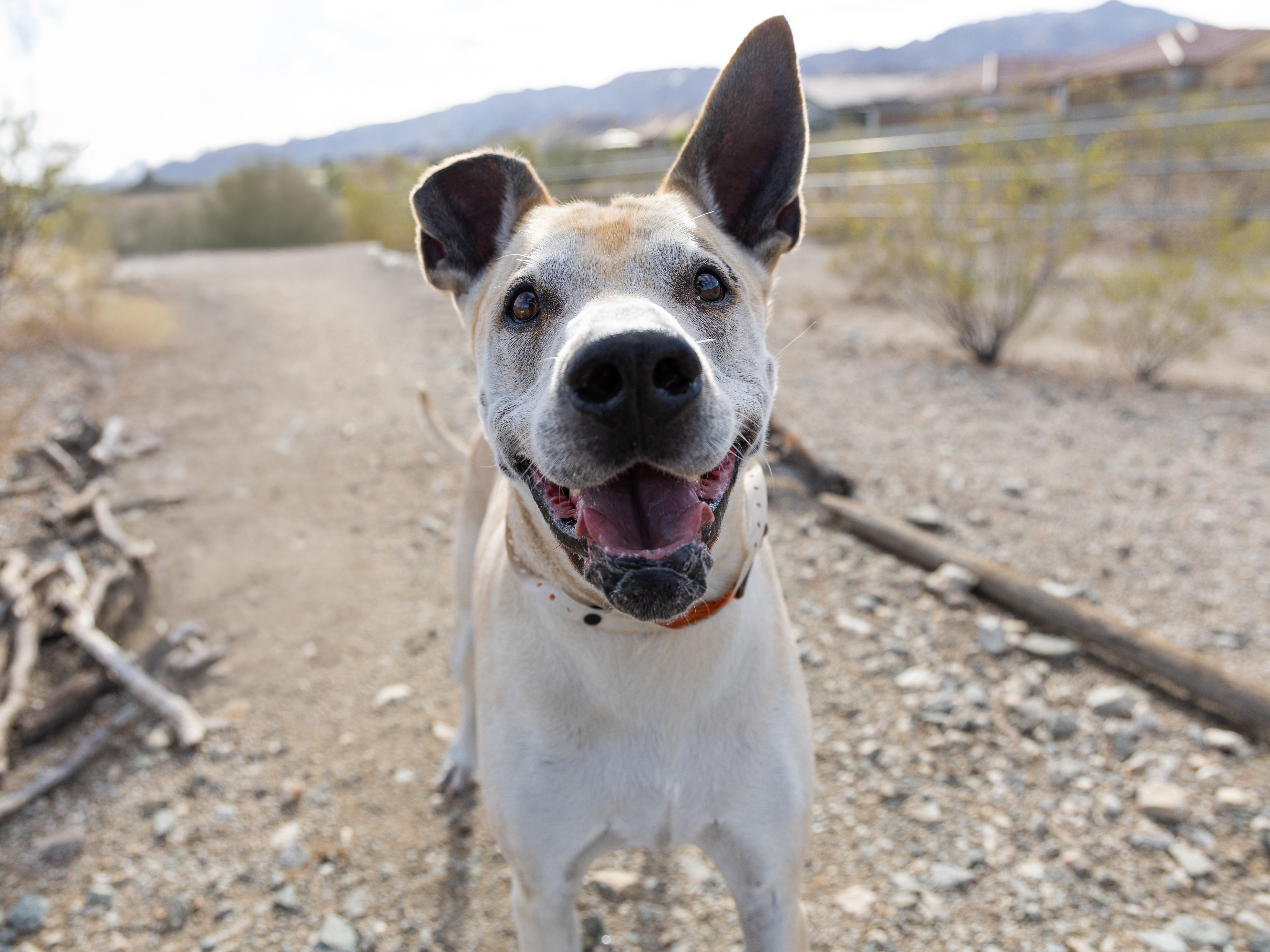 758778 longtimer coco happy smile.jpg