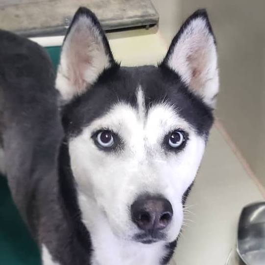 KCAS Facebook Profile Picture