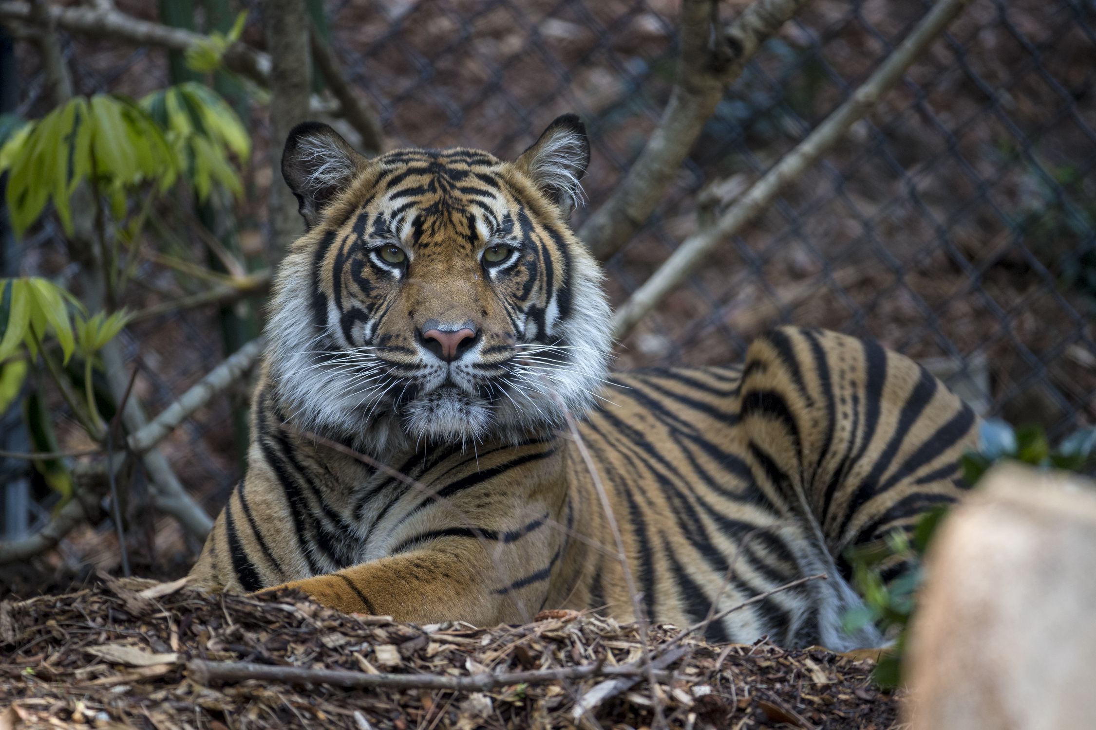 SumatranTiger2.jpg