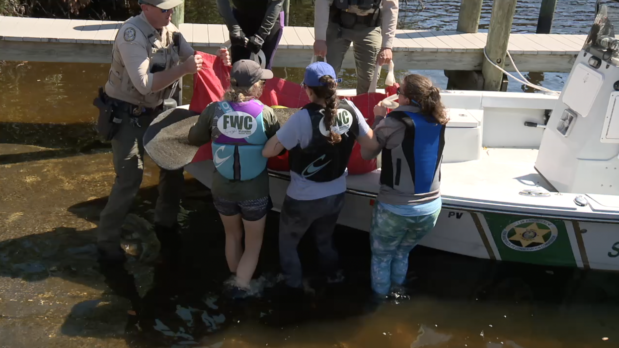 Moving manatee calf 
