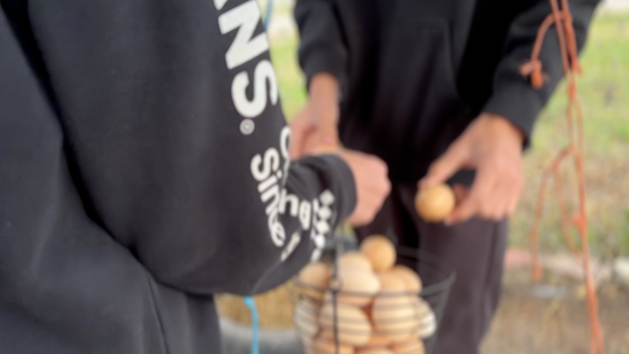 eggs.png