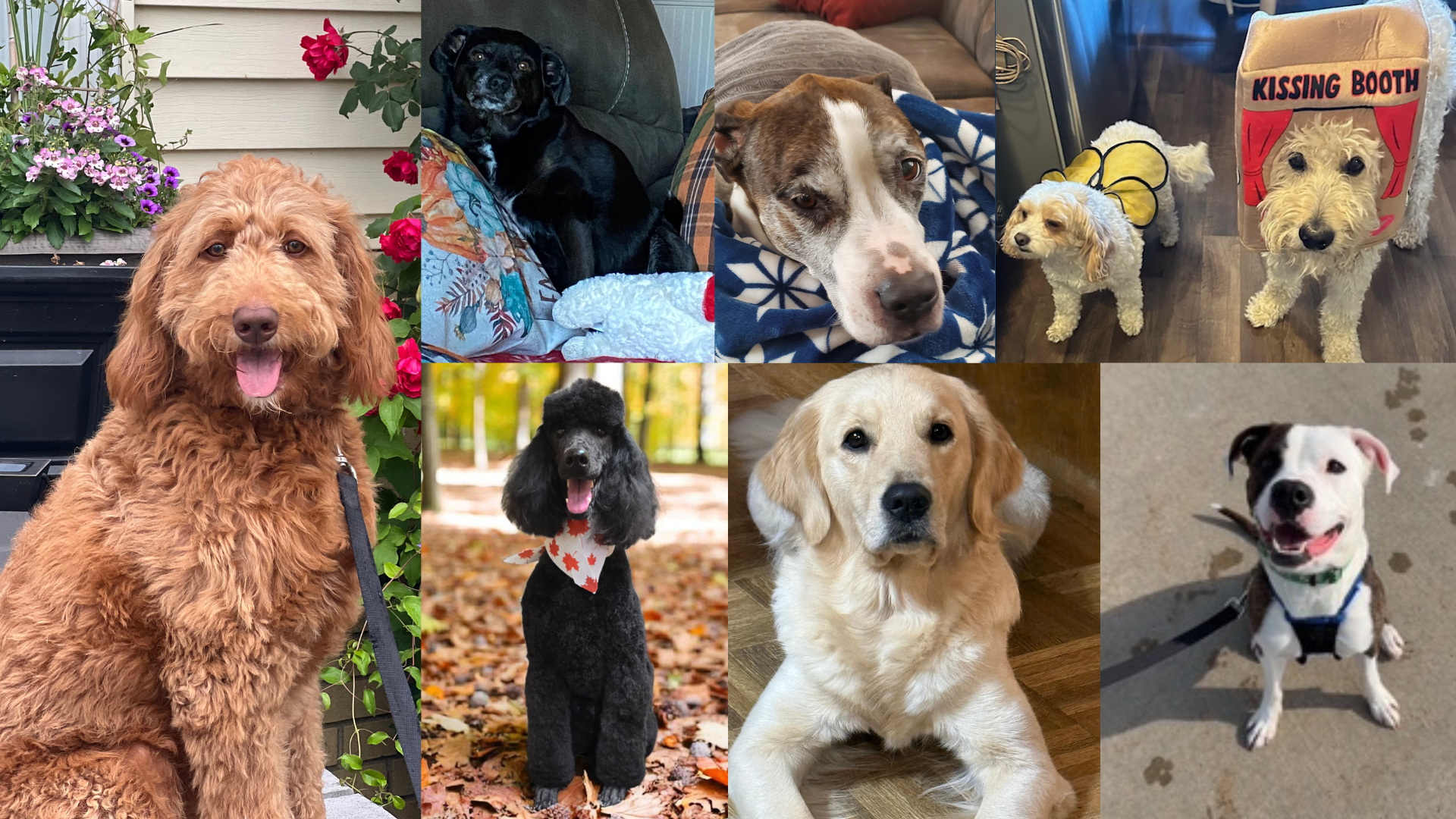 Dog walking forecast March 23-29