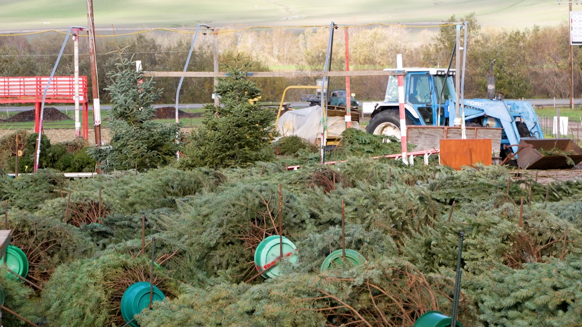 CHRISTMAS TREES.jpg