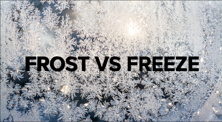 Frost vs Freeze.PNG