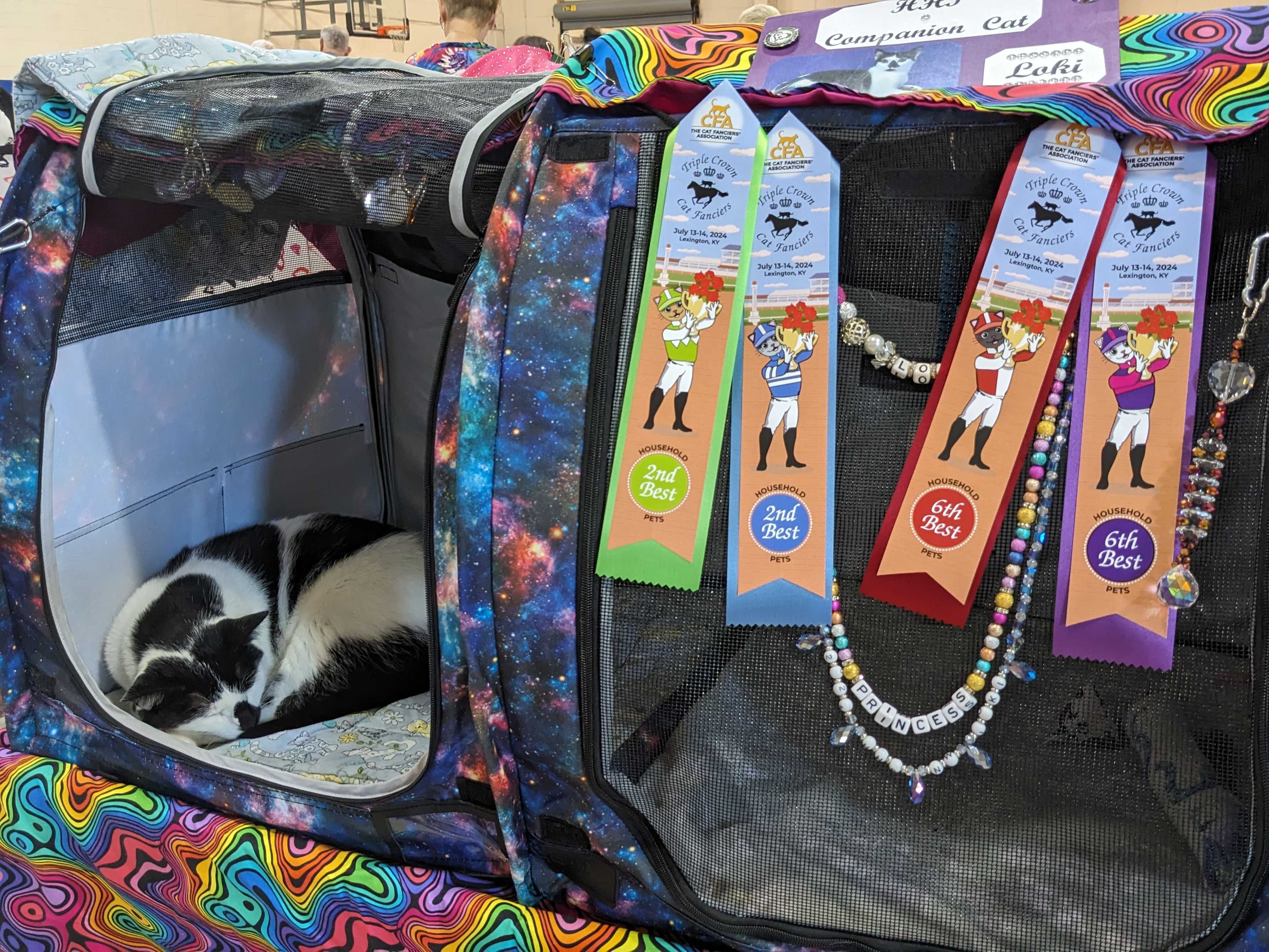 Cat show educates people on full breed cats