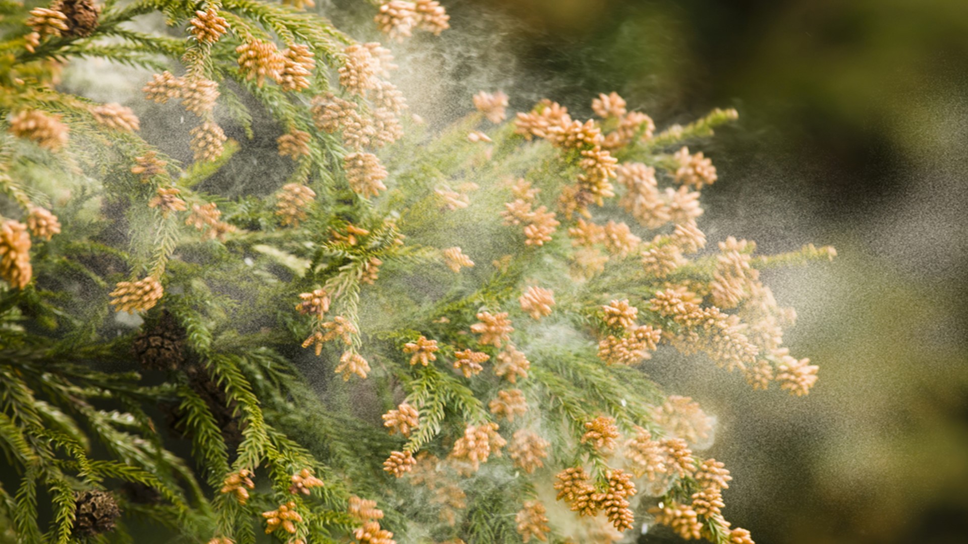 pollen.jpg