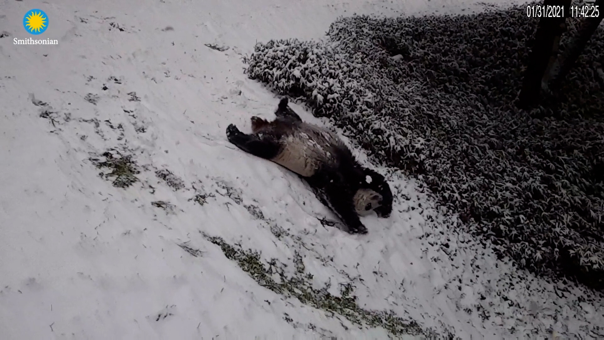 Pandas in snow