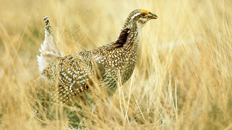 Plains Sharp-Tailed Grouse.jpg