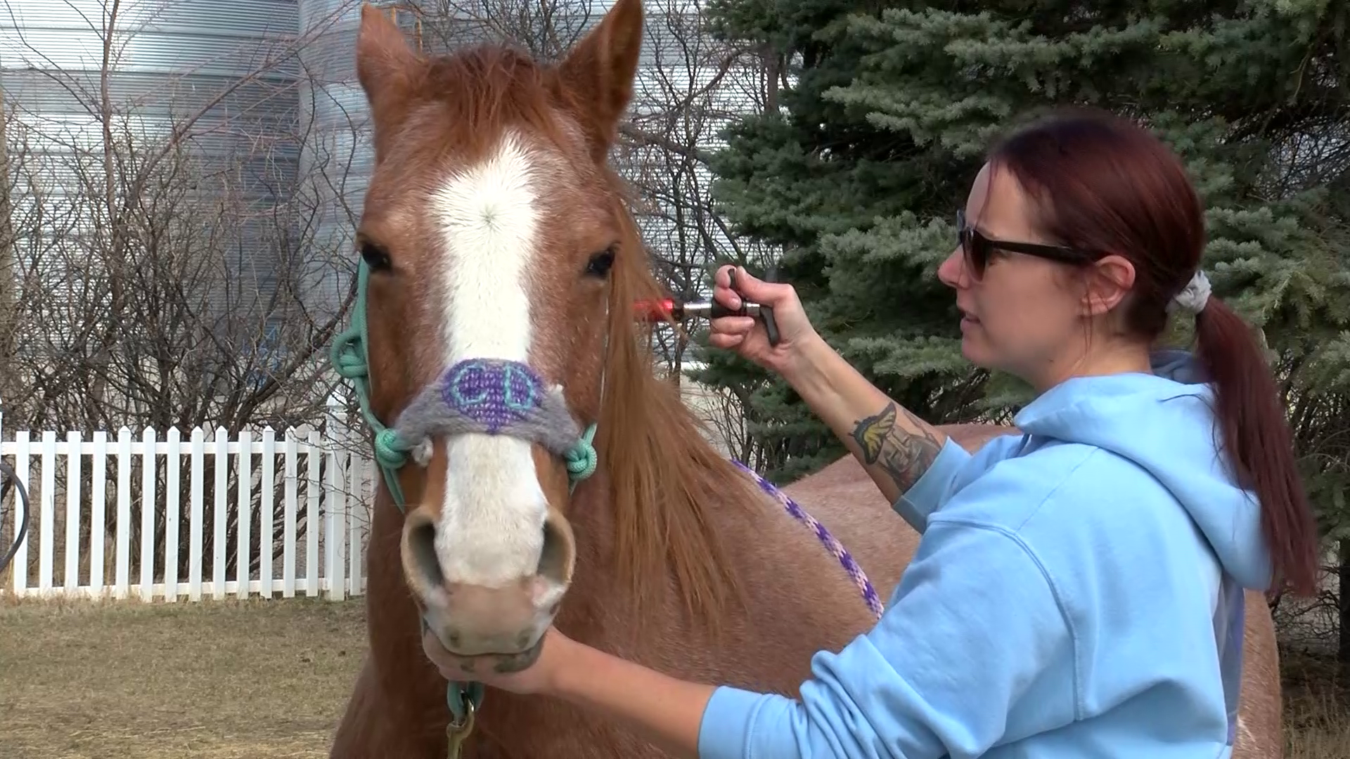 Yellow Roses Healing offers holistic care for horses