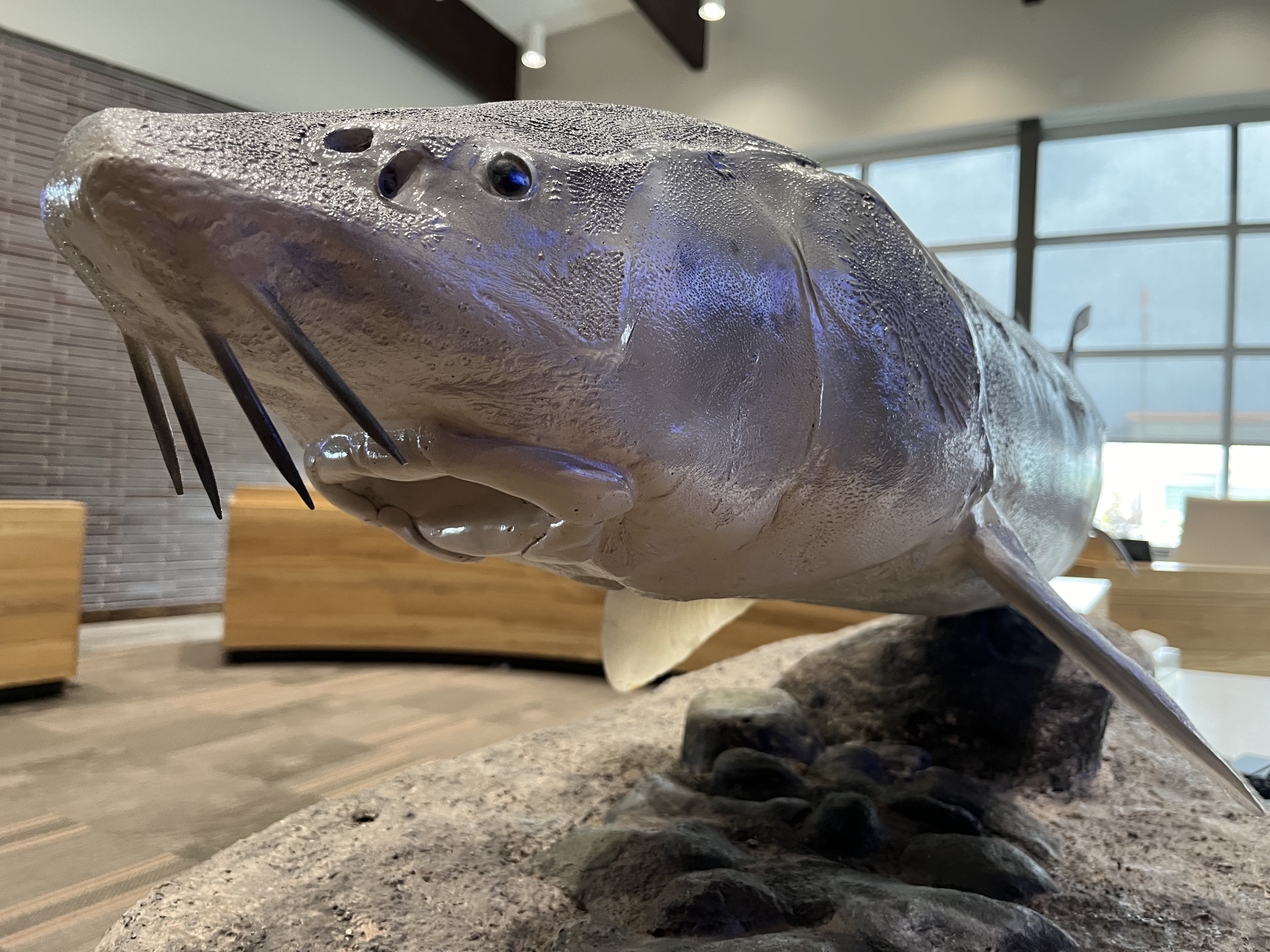A Sturgeon replica at the Gun Lake Tribe