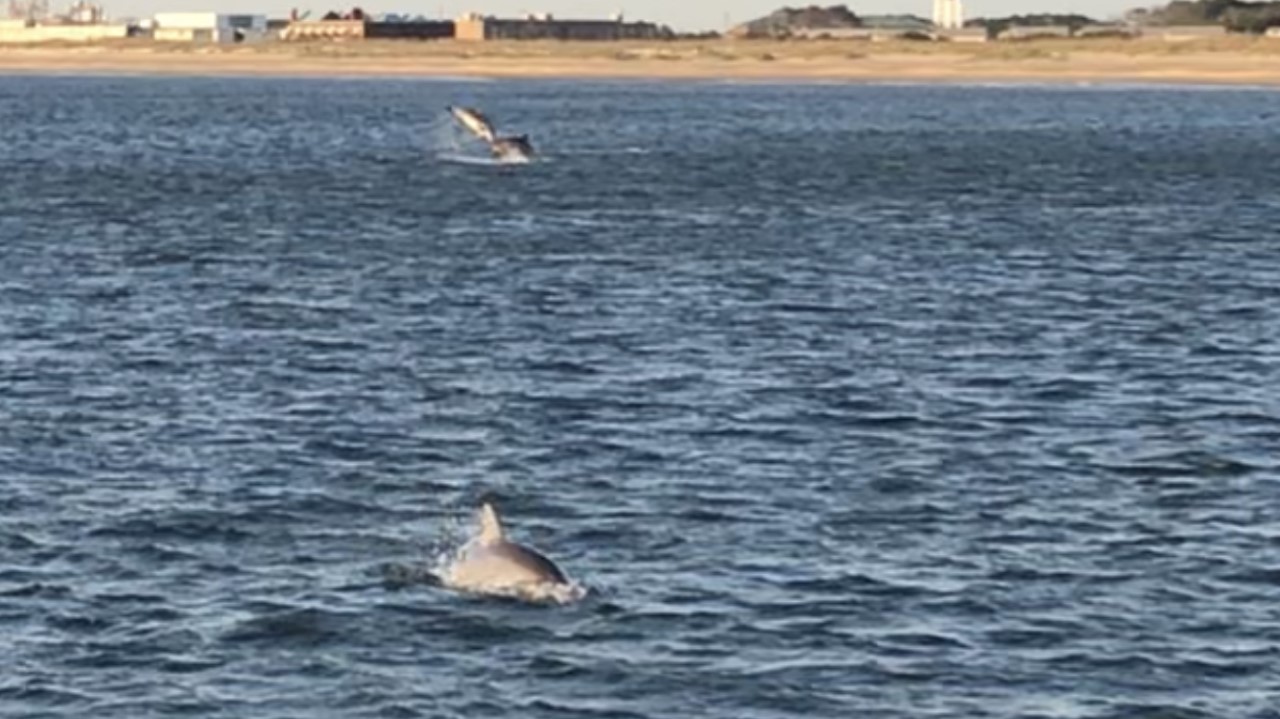 dolphin watching.jpg