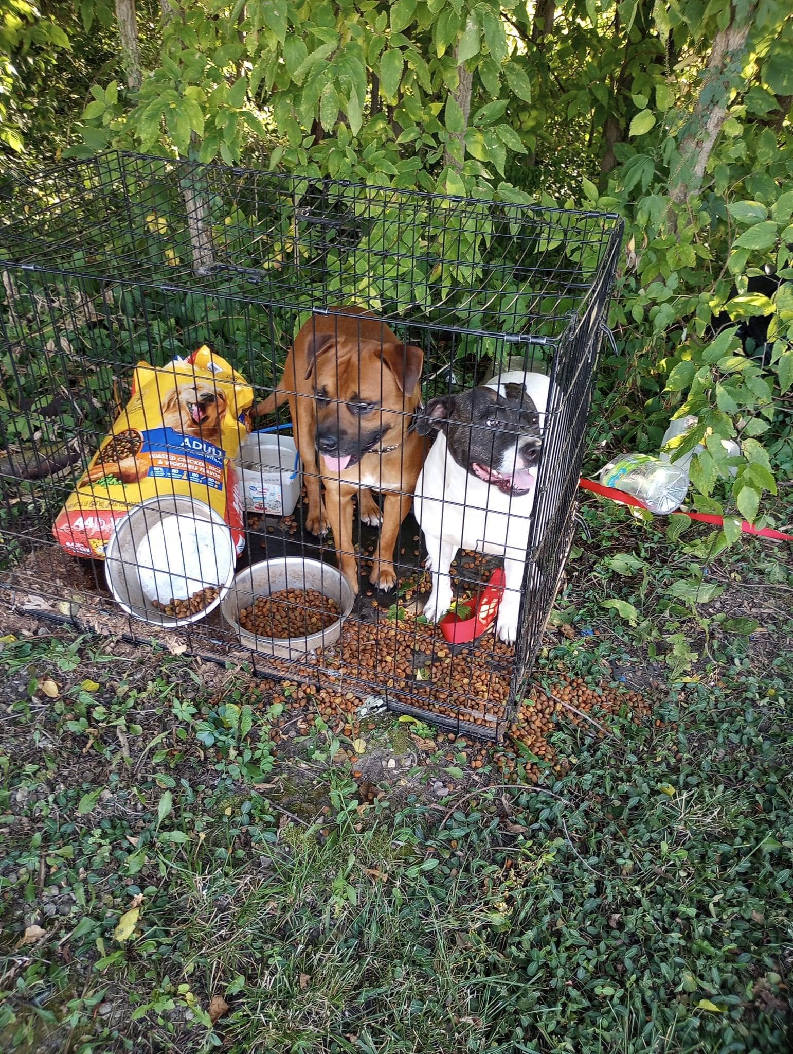 'Hot and lethargic:' Dogs found in crate under tarp with surrender note