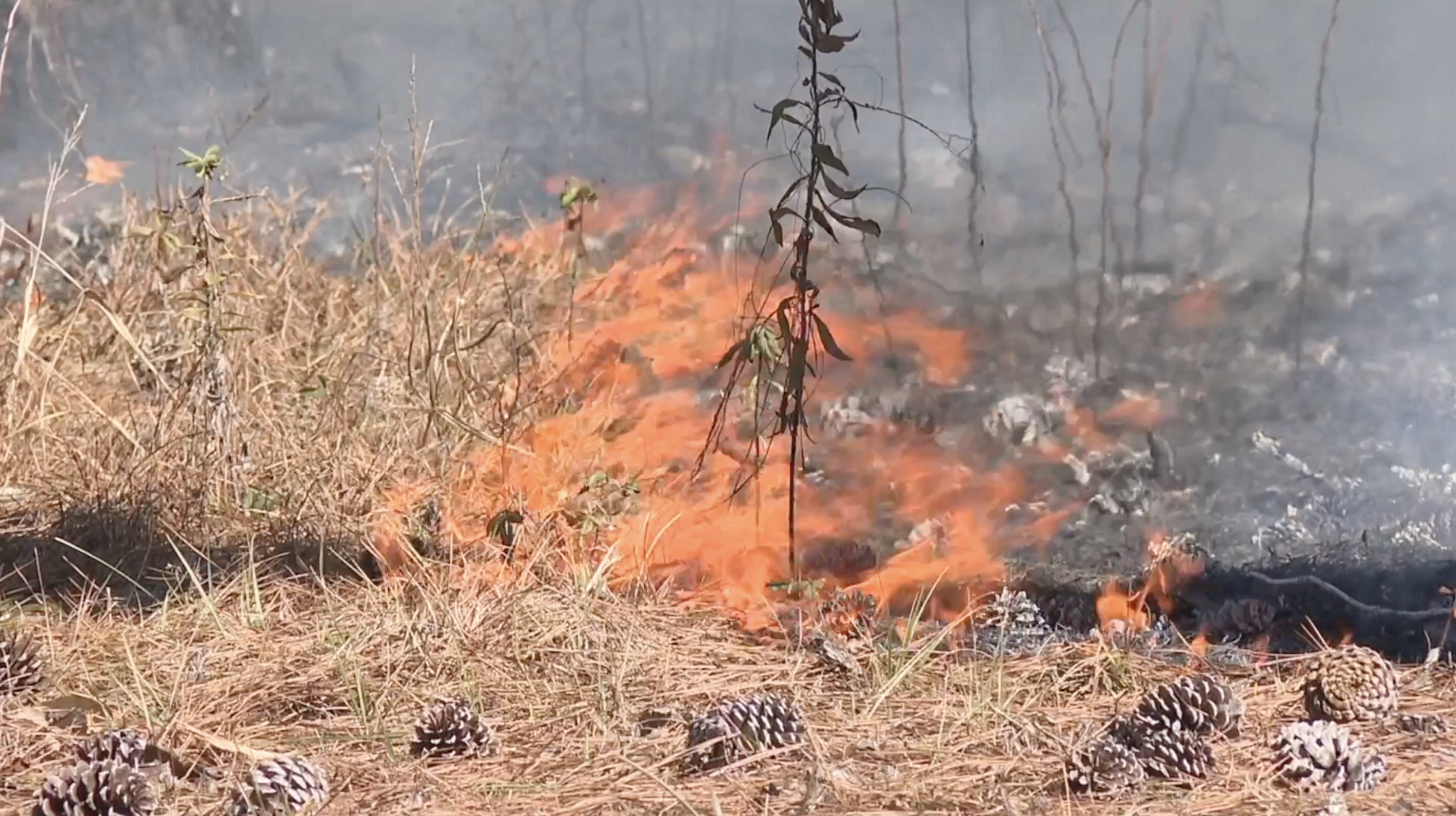 South Georgia farmers face growing wildfire threat as drought worsens