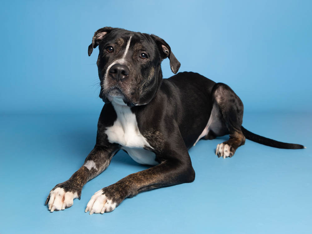 Armadillo (1) (1).jpeg