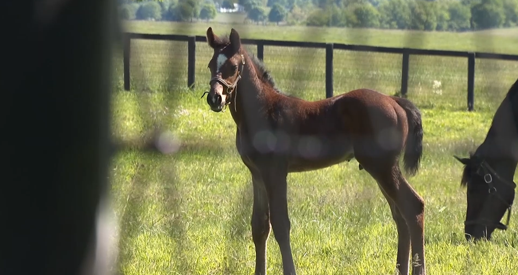 Claiborne Farm horses
