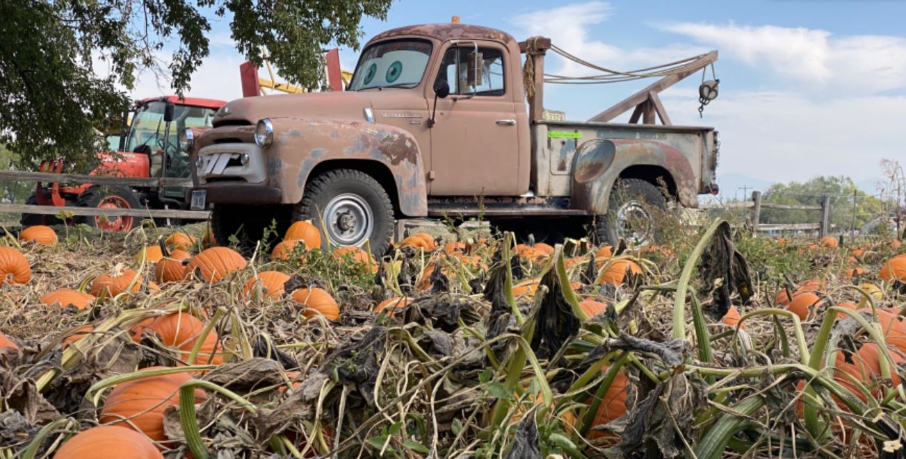 helena pumpkin patch.JPG