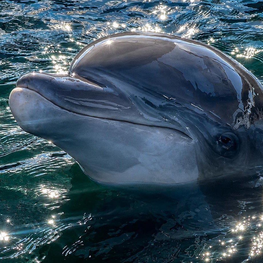 dottie the dolphin