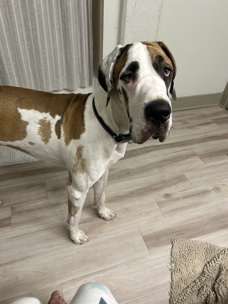 Fred Denver Animal Control.jpeg
