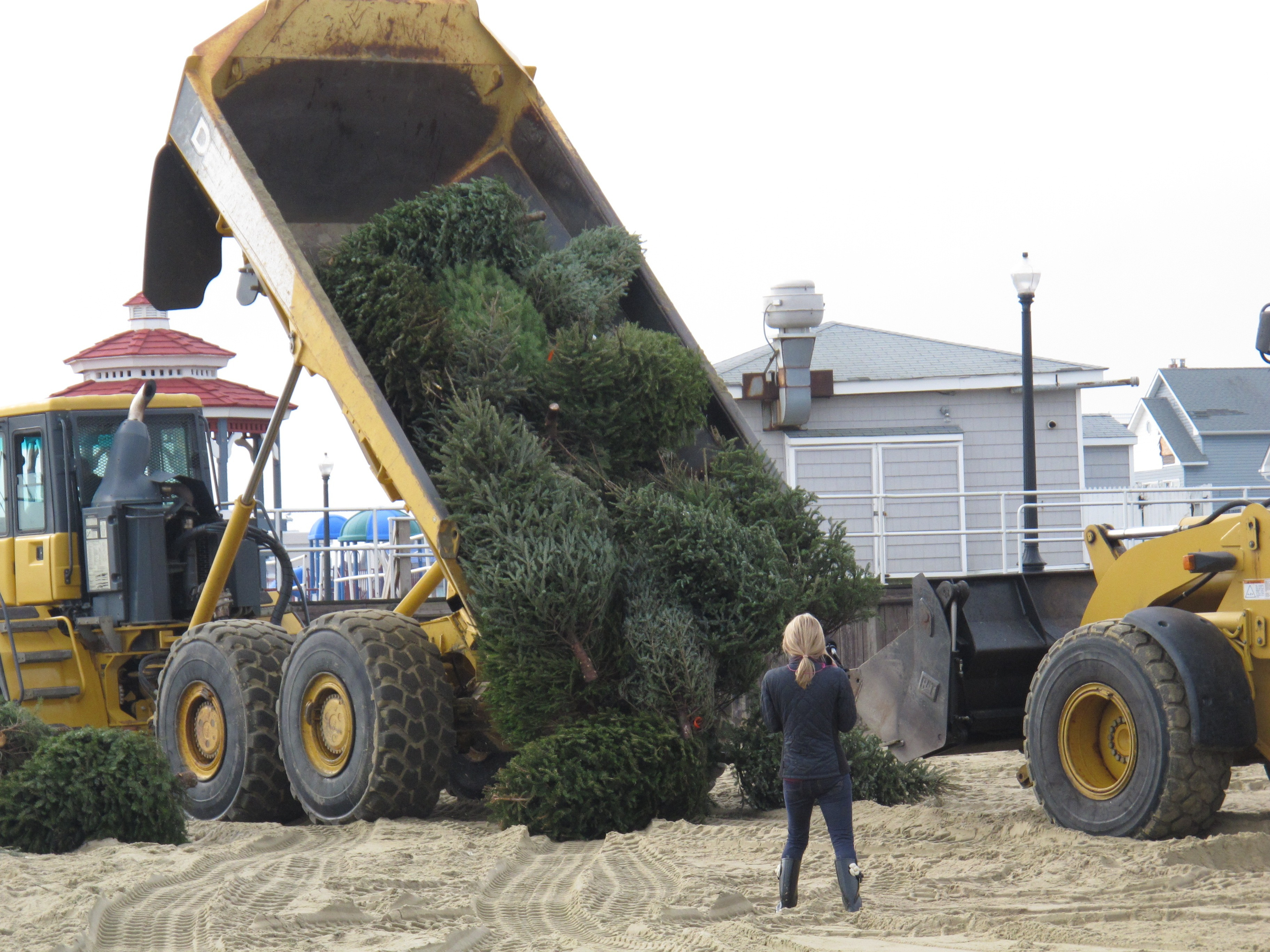 Holidays-Recycling Christmas Trees