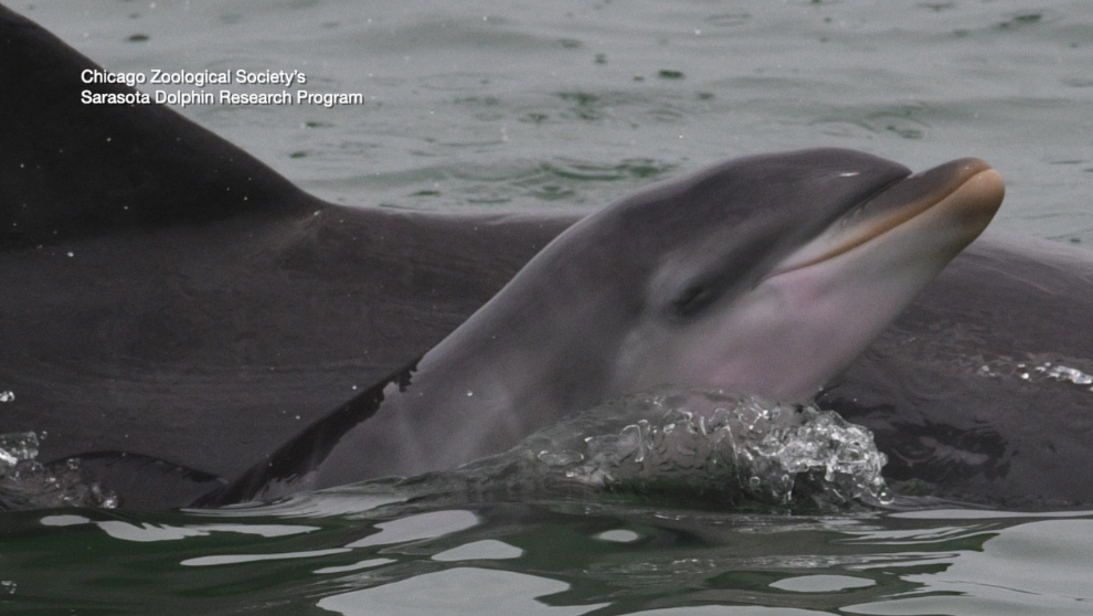 Dolphin births