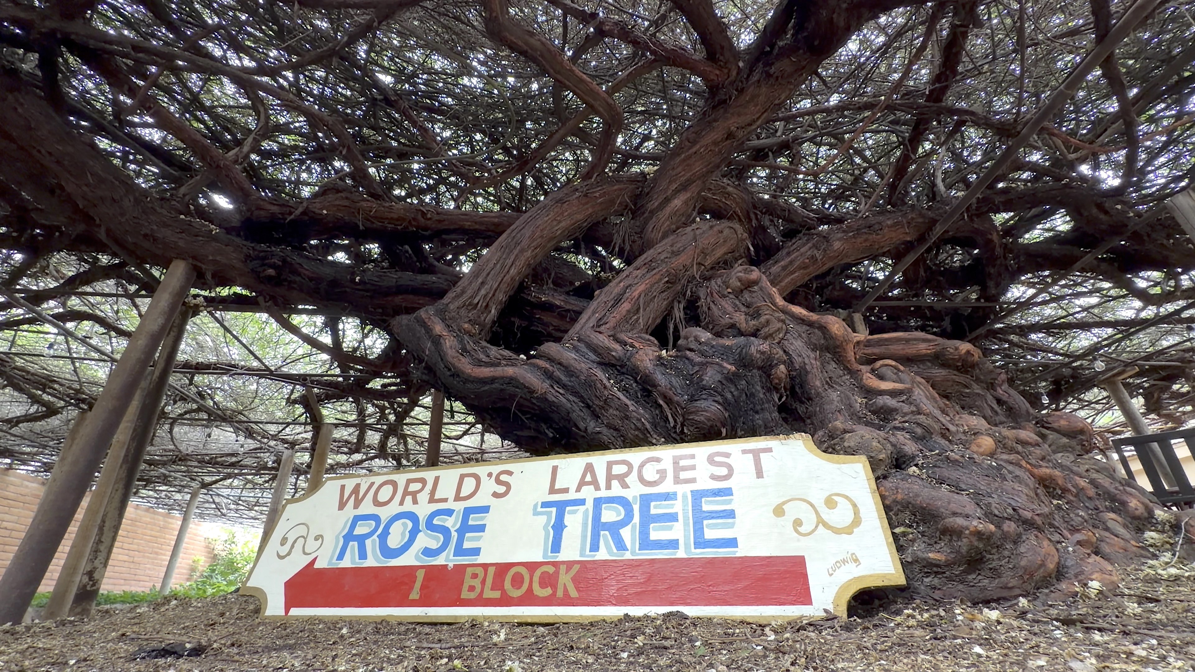 Rose Tree Museum
