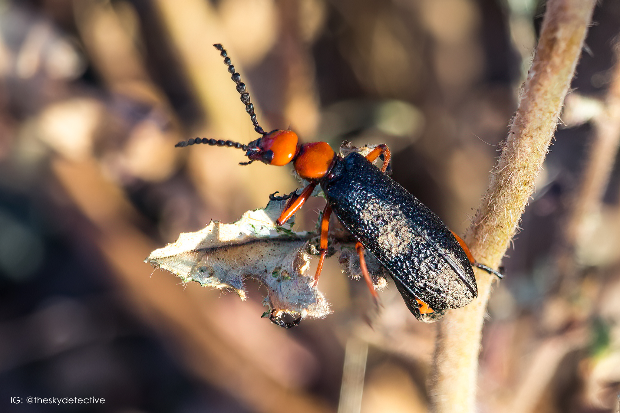 Blister-Beetle-IMG_2186.jpg
