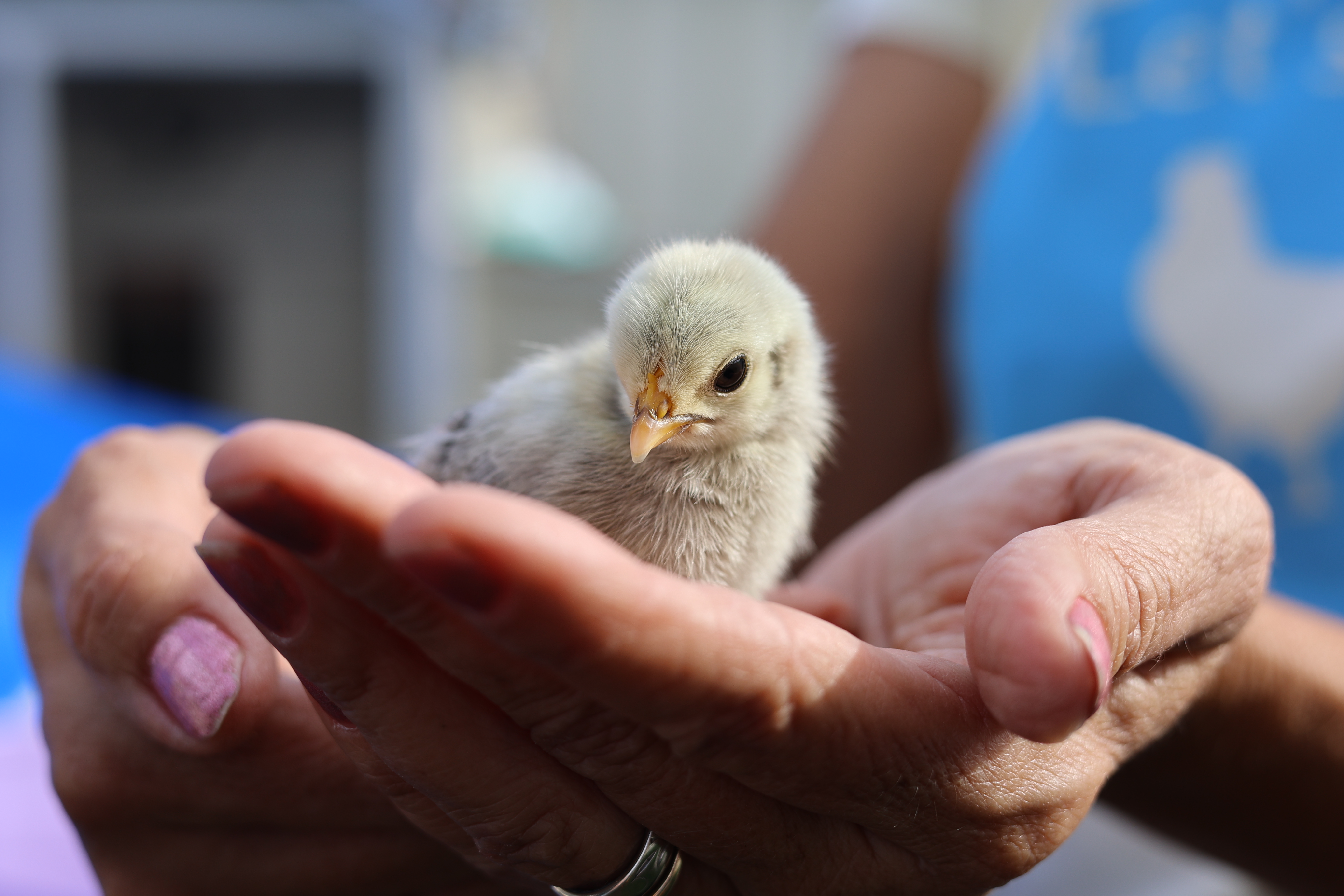Baby chick