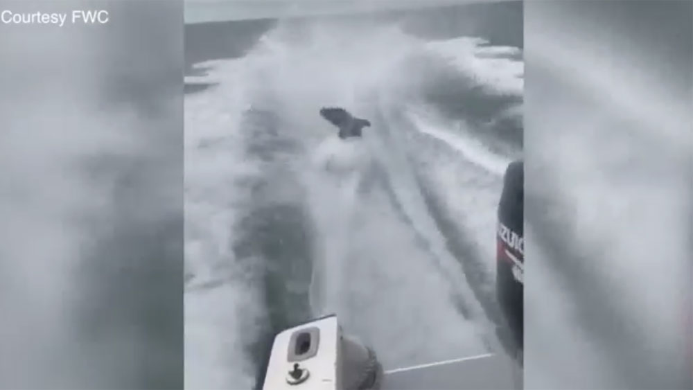 wptv-shark-dragging-.jpg