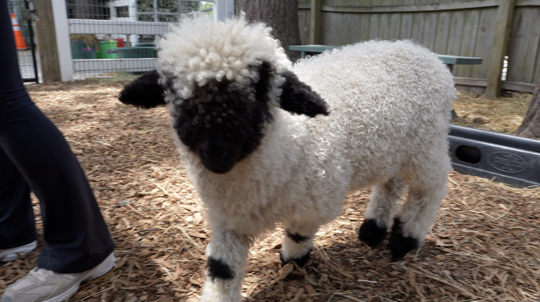 Hunt Club Farm adds a little more fluff this summer