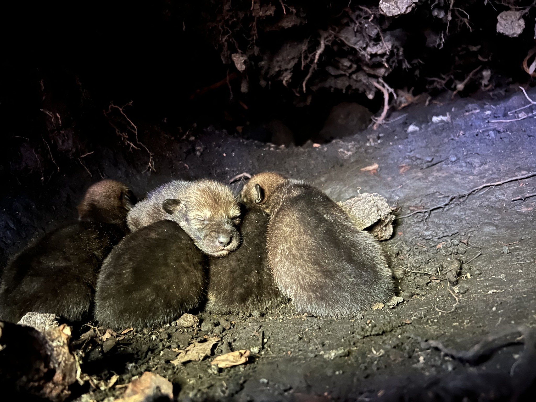 Red Wolf Recovery Program