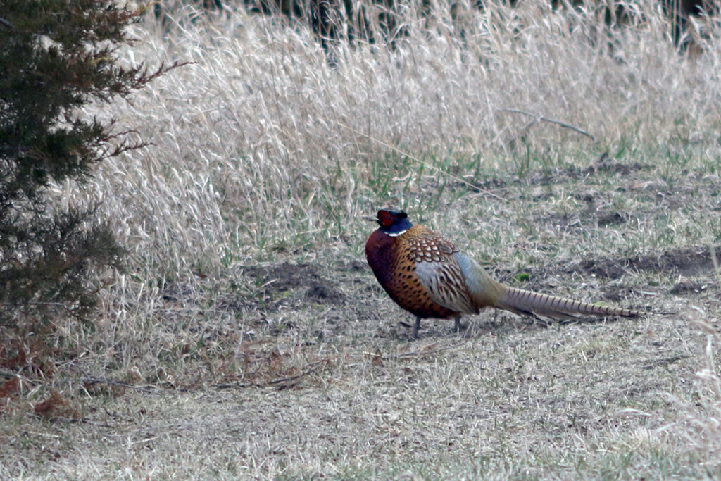 iowa-pheasant-rooster-1024x683.jpg