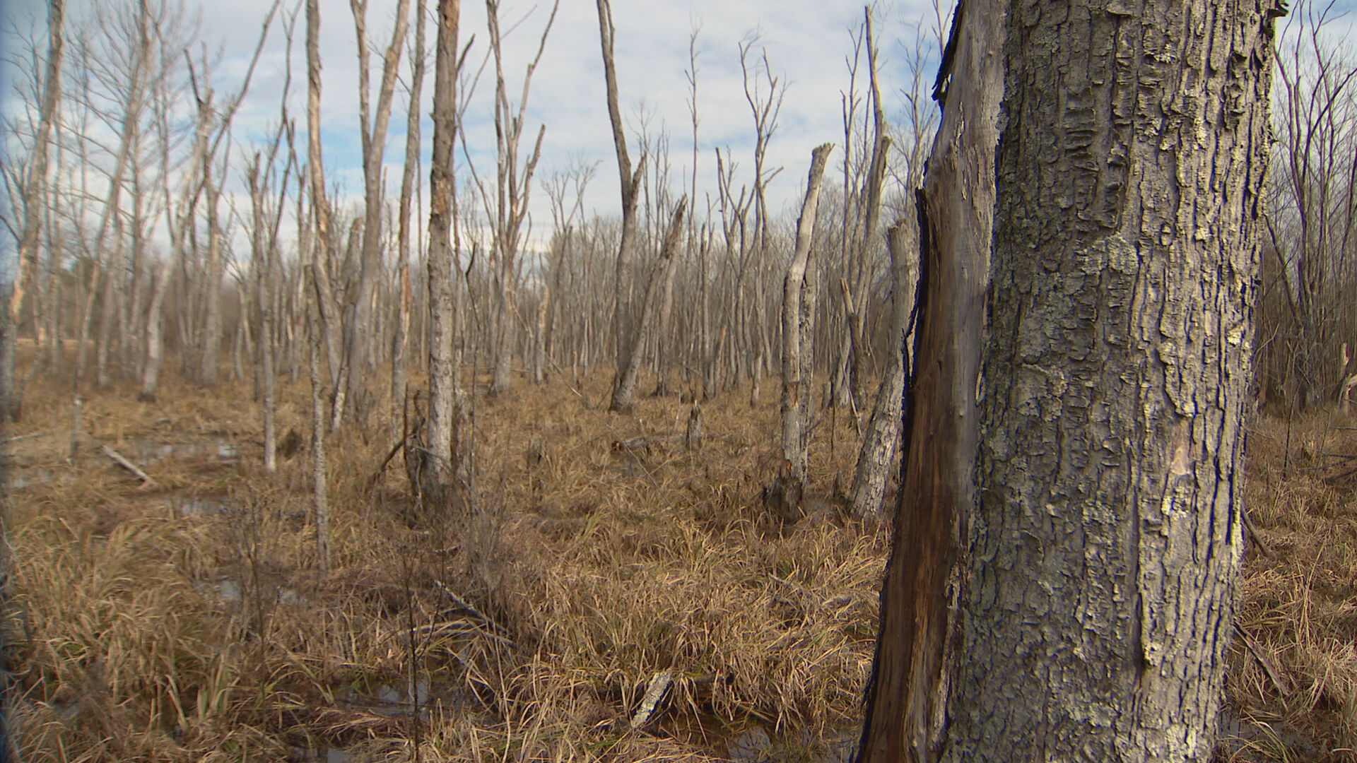 wetlands