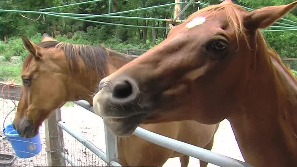 wptv-horses.jpg
