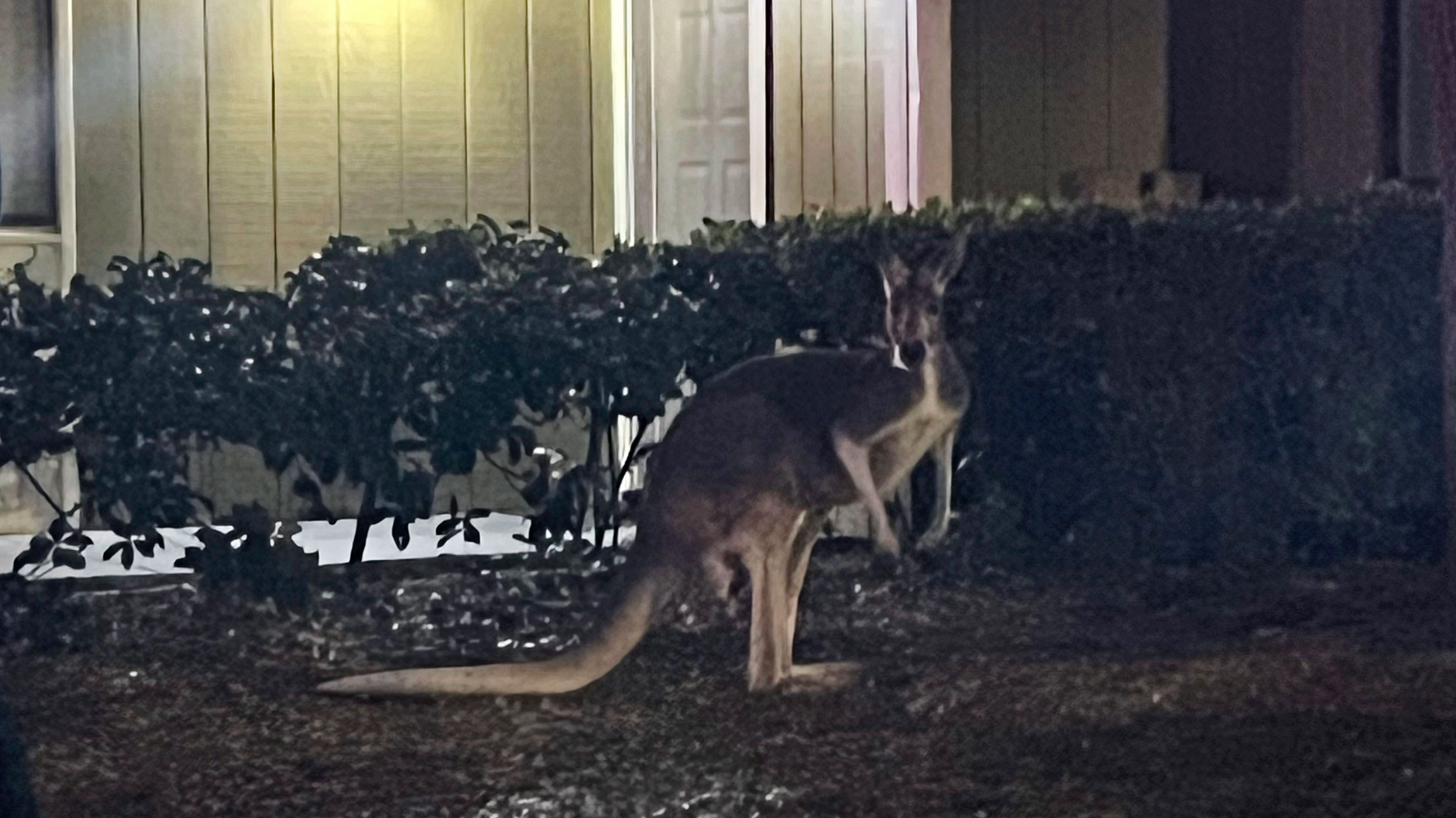 In this image provided by the Hillsborough County, Fla., Sheriff's Office, a kangaroo is loose at an apartment complex Thursday, Feb. 8, 2024, in Tampa, Fla. The wayward kangaroo was corralled safely by sheriff's deputies and reunited with its owner after checking for proper registration.