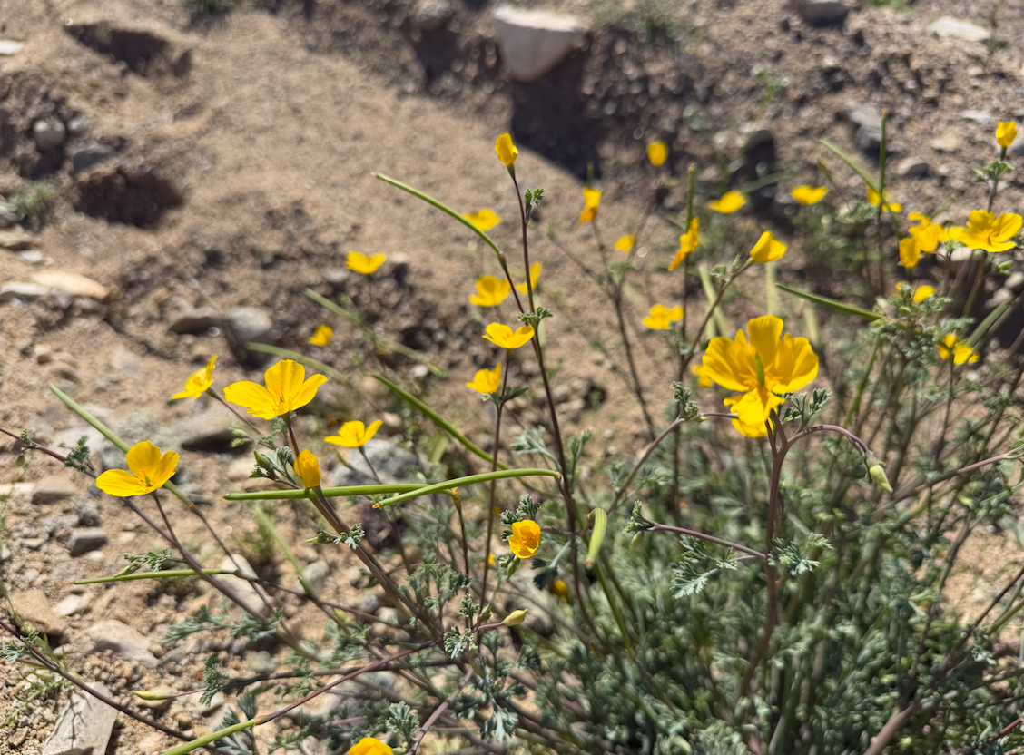 Mojave Natl. Preserve flowers 3