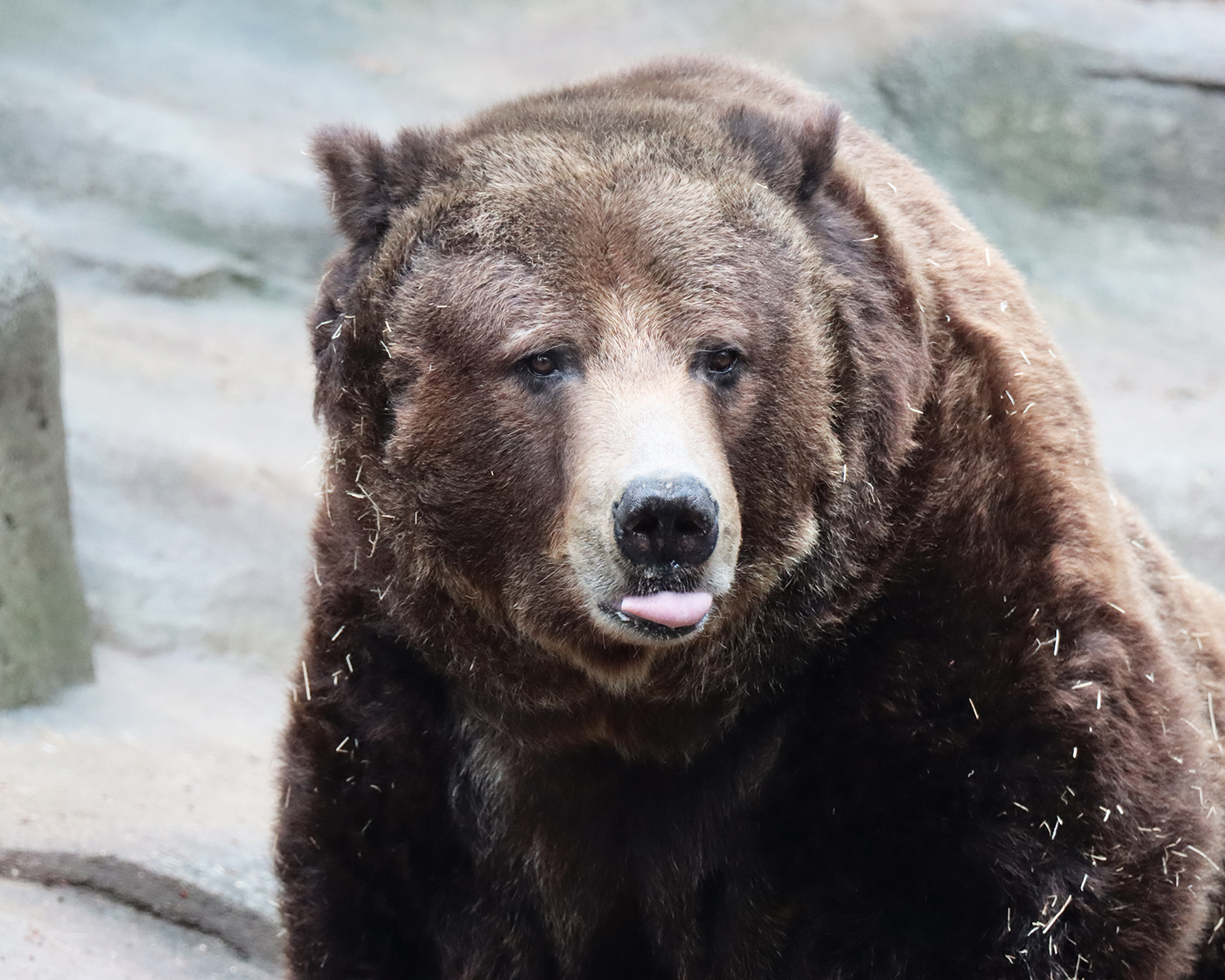 Yogi, male Brown Bear at John Ball Zoo, has died of complications due to arthritis