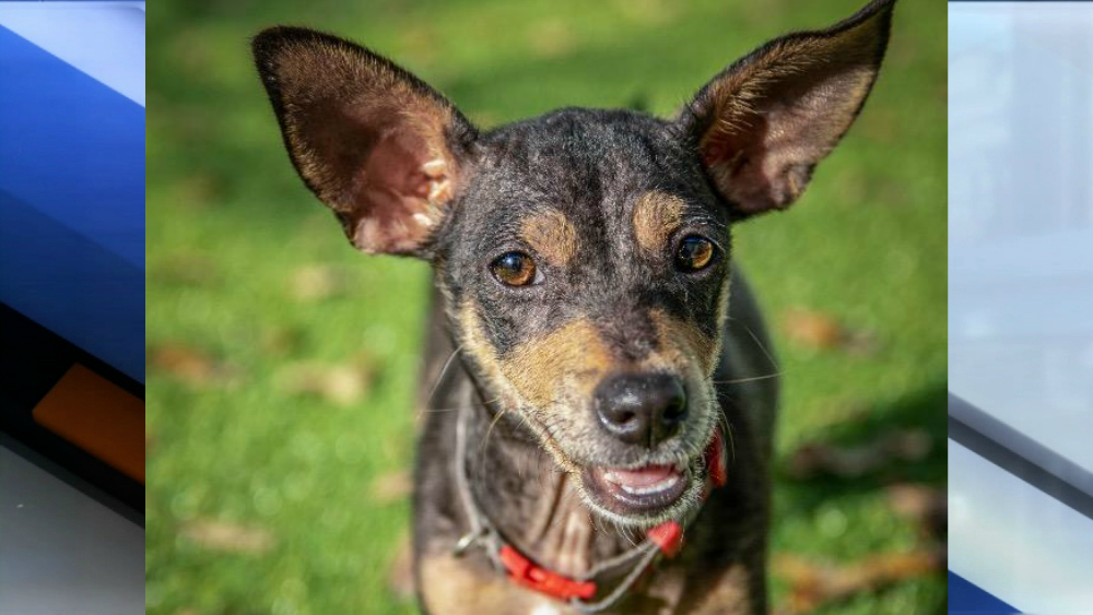 Diamond pet of the week
