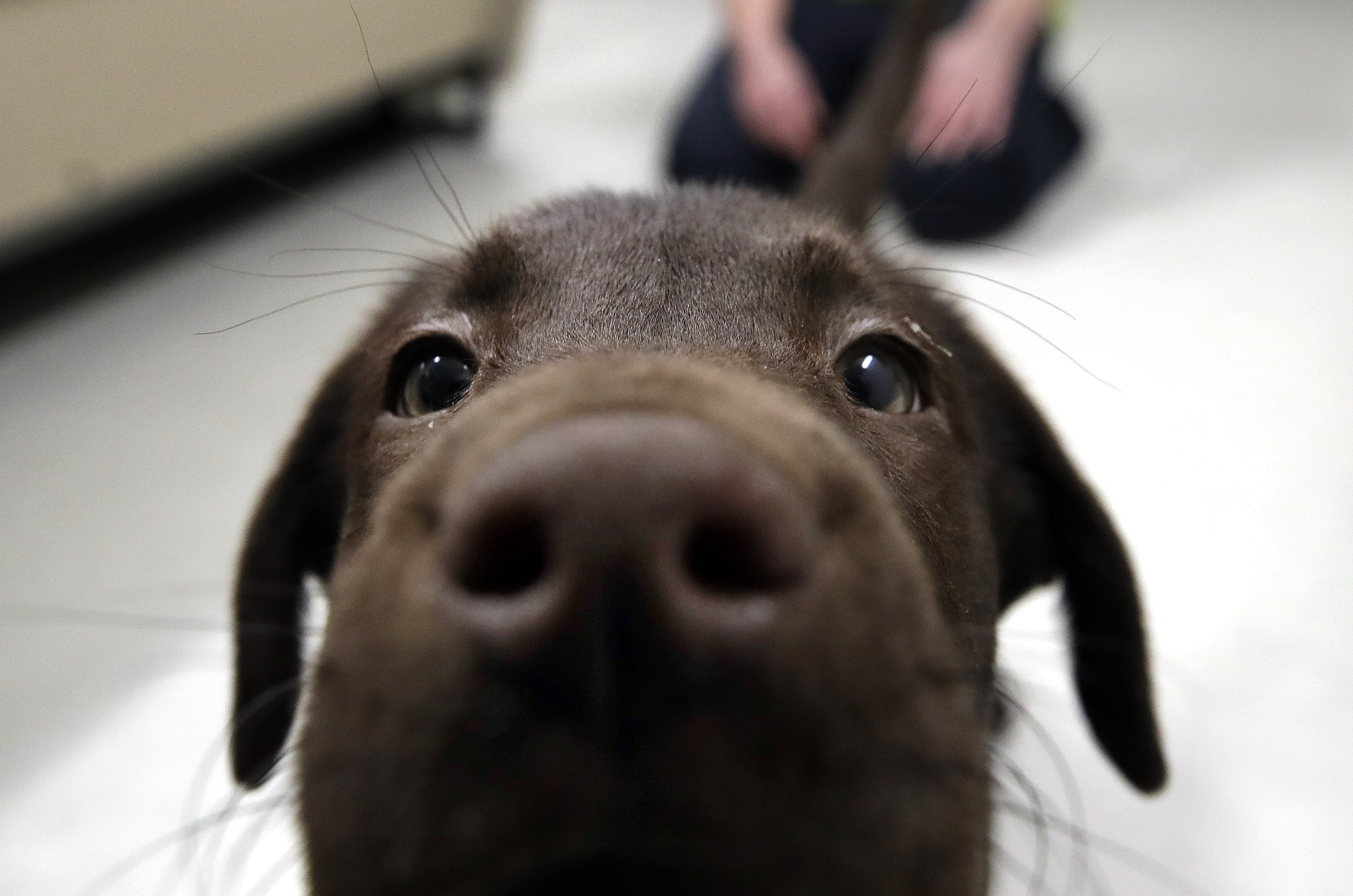 Chocolate lab puppy