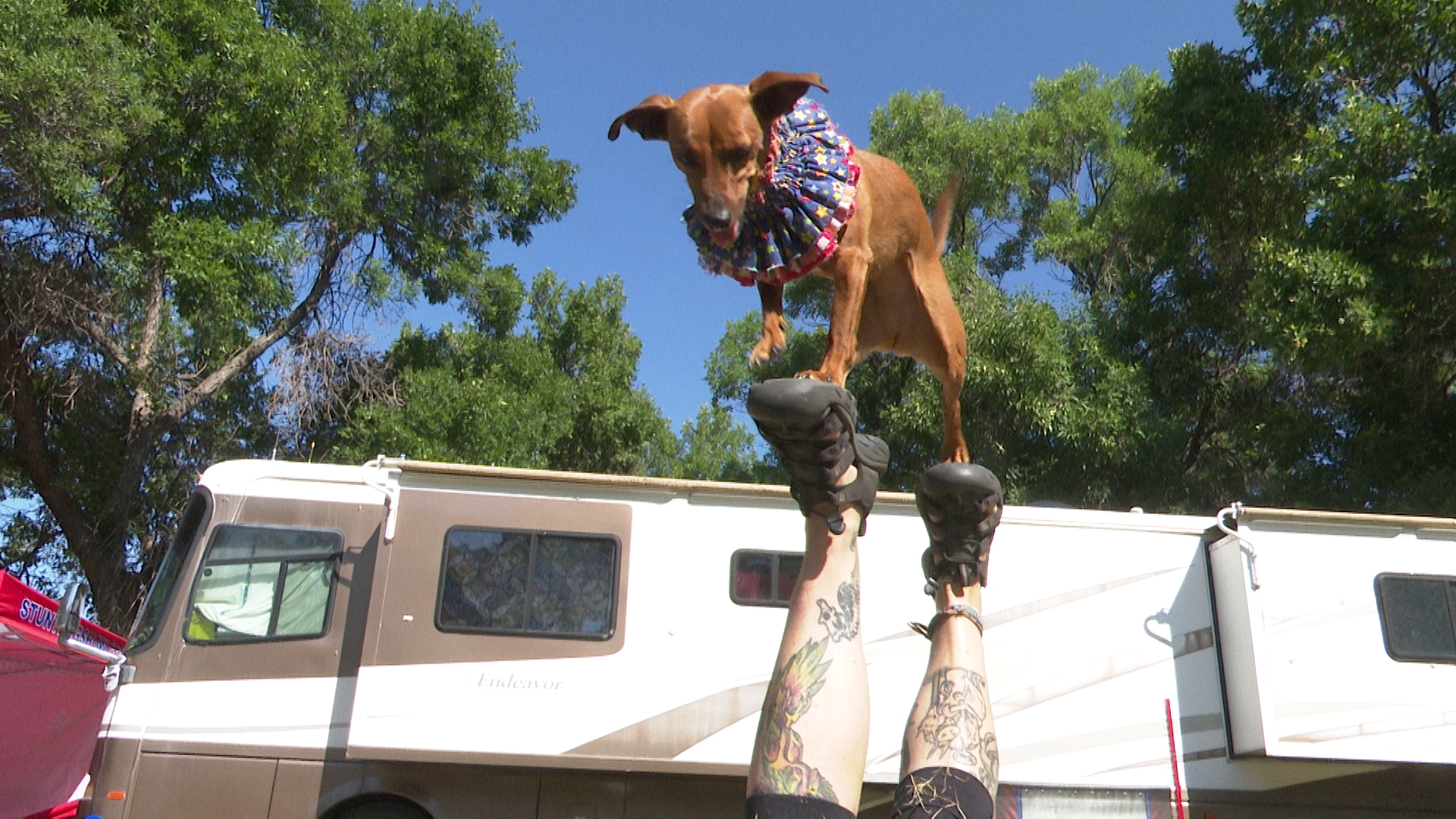 All Star Stunt Dogs Wee